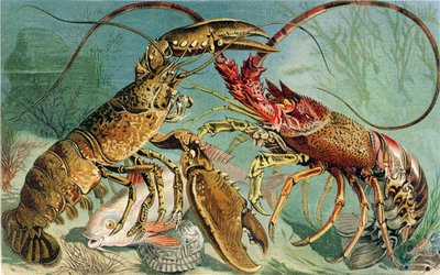 Lobster and Spiny Lobster, tallrik från Brehms Tierleben: Allgemeine Kunde des Tierreichs, vol.10, s.44, utgiven av Bibliographic Institute, 1893 av German School