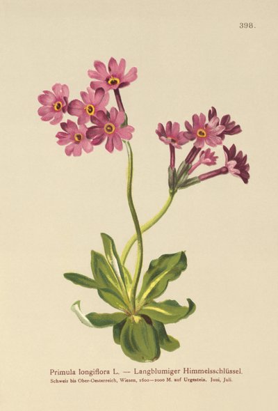 Långblommig primula (Primula longiflora) av German School