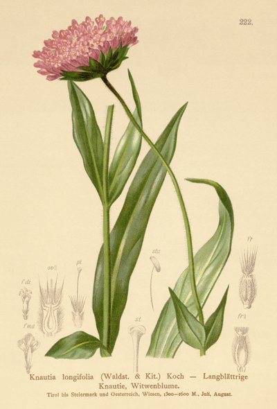 Långbladig änkeblomma (Knautia longifolia) av German School