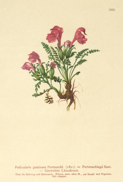Lösört (Pedicularis geminata, Pedicularis Portenschlagii, Pedicularis pumila) av German School