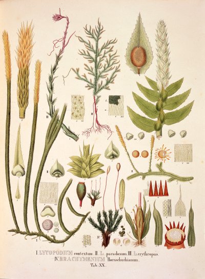 Lycopodium och Brachymenium, bord XX från 