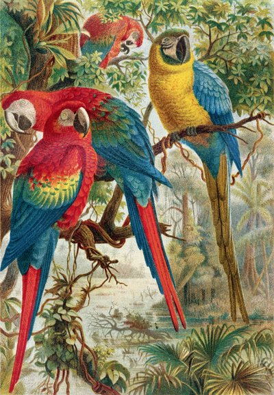 Aror, tallrik från Brehms Animal Life: General Knowledge of the Animal Kingdom, vol.5, s.60, utgiven av Bibliographic Institute, 1892 av German School