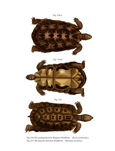 Madagaskisk spindelsköldpadda (litho i färg) av German School