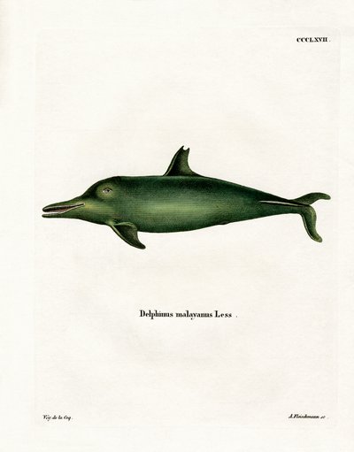 Malayan Dolphin (färgad gravyr) av German School