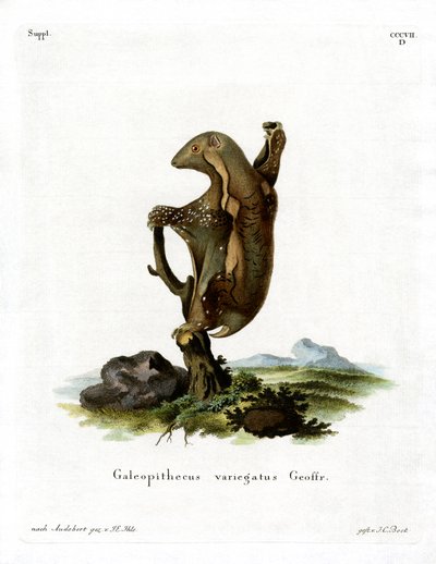 Malayan Flying Lemur (färgad gravyr) av German School