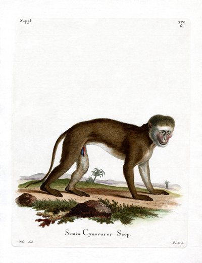 Malbrouck Monkey (färgad gravyr) av German School