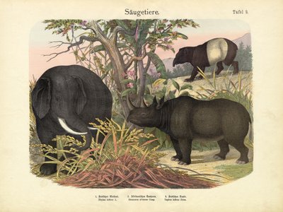 Däggdjur, c.1860 av German School