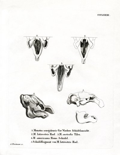 Manatee Skulls (färgad gravyr) av German School