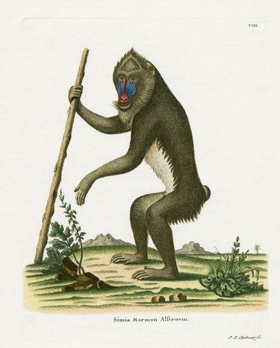 Mandrill (färgad gravyr) av German School