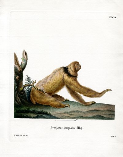 Maned Sloth (färgad gravyr) av German School