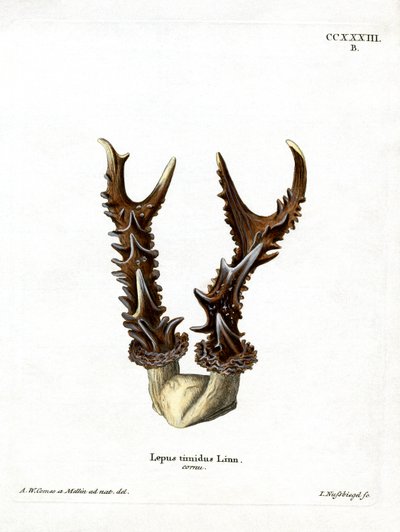 Mountain Hare Antlers (färgad gravyr) av German School