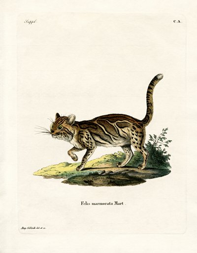 Marmorerad katt (färgad gravyr) av German School