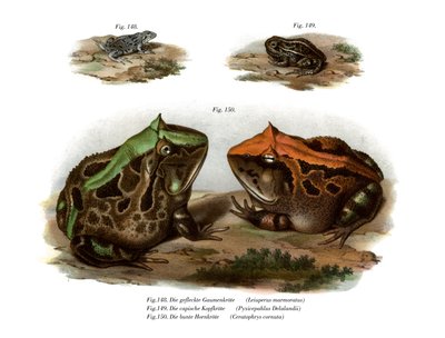 Marmorerad fyrögd groda (färg litho) av German School