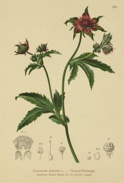 Marsh Cinquefoil (Comarum palustre, Potentilla palustris) av German School