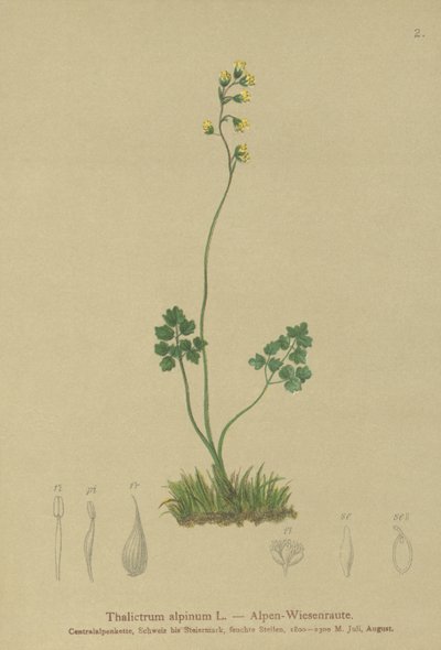 Meadow-rue (Thalictrum alpinum) av German School