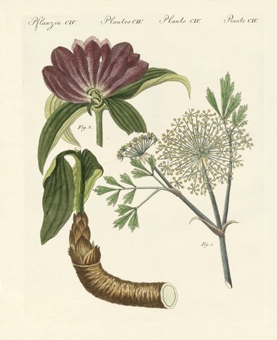 Medicinska växter (färgad gravyr) av German School