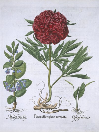 Melissa, Paeony och Odontoglossum, från Hortus Eystettensis, av Basil Besler (1561-1629) pub. 1613 (handfärgad gravyr) av German School