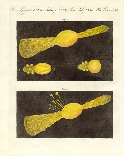 Meteor (färgad gravyr) av German School