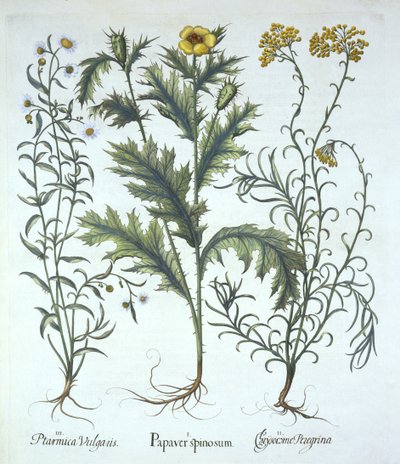 Mexikansk vallmo, Seaside Strawflower och Sneezewort, från Hortus Eystettensis, av Basil Besler (1561-1629) pub. 1613 (handfärgad gravyr) av German School