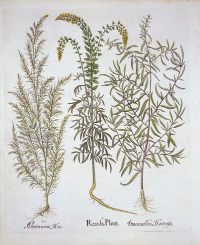 Mignonette, Southernwood och Tarragon, från Hortus Eystettensis, av Basil Besler (1561-1629), pub. 1613 (handfärgad gravyr) av German School