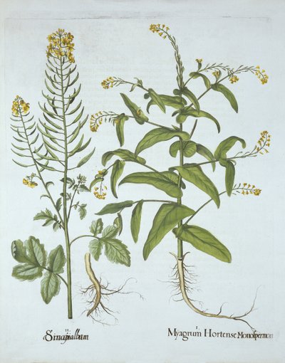 Gingkrasse och vit senap, från Hortus Eystettensis, av Basil Besler (1561-1629), pub. 1613 (handfärgad gravyr) av German School