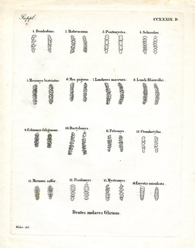 Molarer (färgad gravyr) av German School