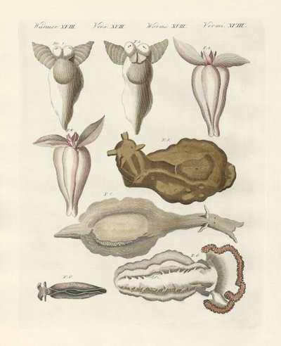 Mollusker (färgad gravyr) av German School