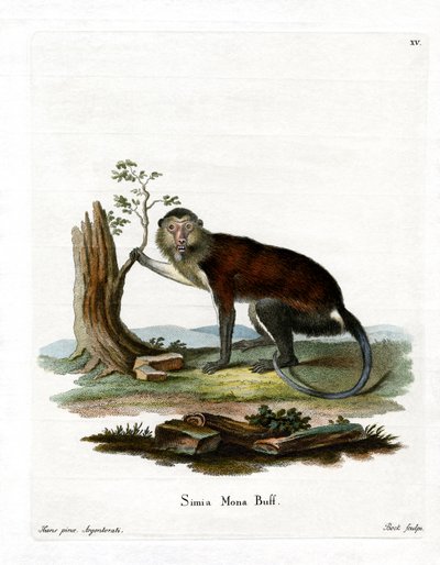 Mona Monkey (färgad gravyr) av German School