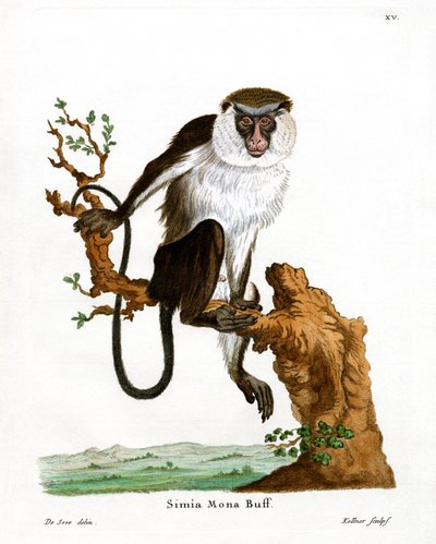 Mona Monkey (färgad gravyr) av German School