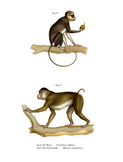 Mona Monkey, 1860 av German School