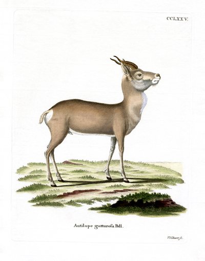 Mongolisk gasell (färgad gravyr) av German School