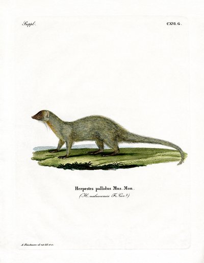 Mongoose (färgad gravyr) av German School