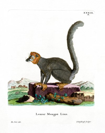 Mongoose Lemur (färgad gravyr) av German School