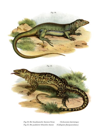 Monitor Lizard (färg litho) av German School