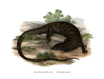 Monitor Lizard (färg litho) av German School