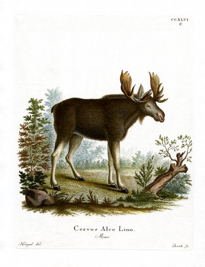 Älg (färgad gravyr) av German School