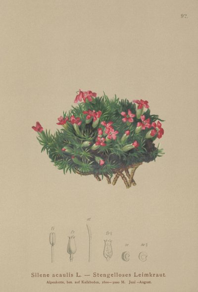 Moss Campion (Silene acaulis) av German School