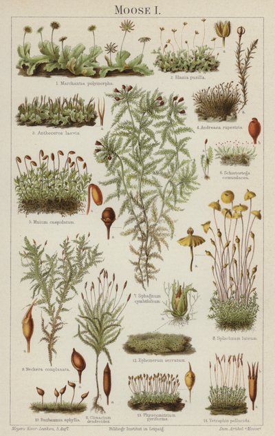 Mossor (färg litho) av German School