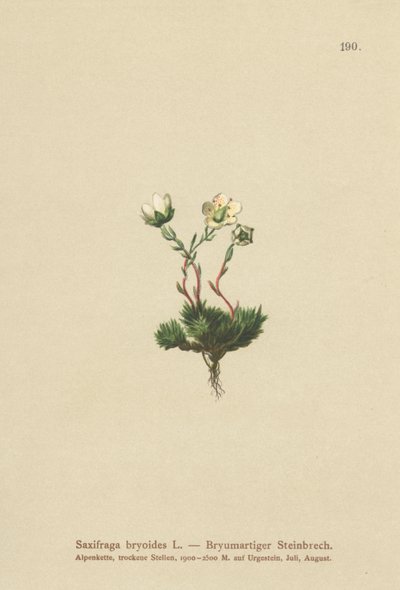 Mossig saxifrage (Saxifraga bryoides) av German School