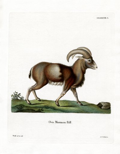 Mouflon (färgad gravyr) av German School