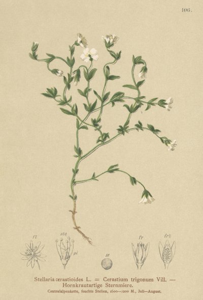 Bergsgräs (Stellaria cerastioides, Cerastium trigonum) av German School