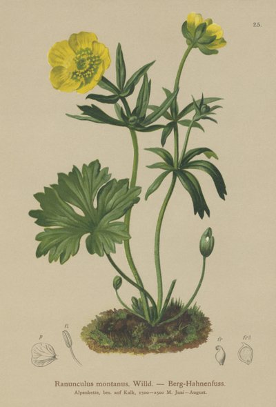 Bergskråkfot (Ranunculus montanus) av German School