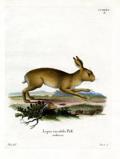 Mountain Hare (färgad gravyr) av German School