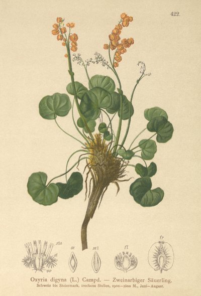 Bergssorrel (Oxyria digyna) av German School
