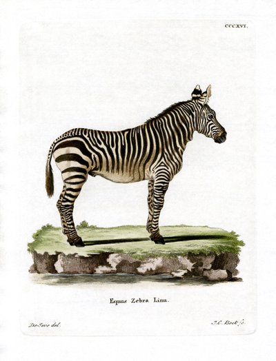 Mountain Zebra (färgad gravyr) av German School