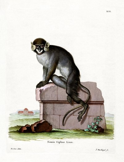 Moustached Guenon (färgad gravyr) av German School