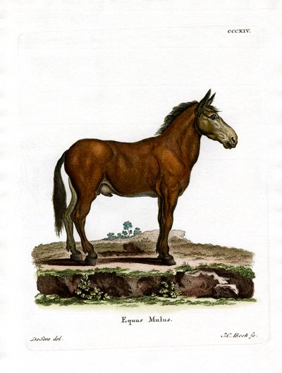 Mule (färgad gravyr) av German School