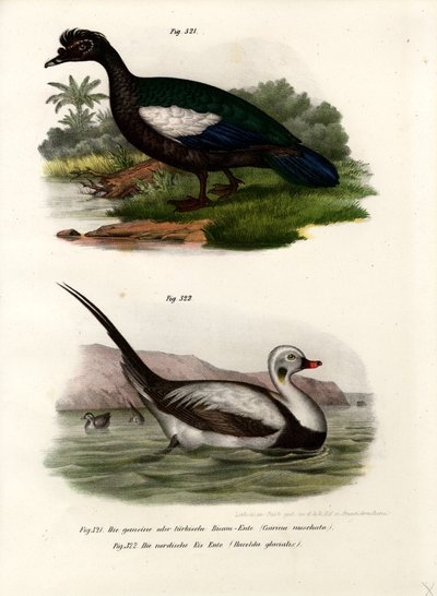 Muscovy Duck, 1864 av German School