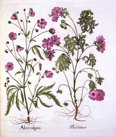 Myskmalva, från Hortus Eystettensis, av Basil Besler (1561-1629), pub. 1613 (handfärgad gravyr) av German School