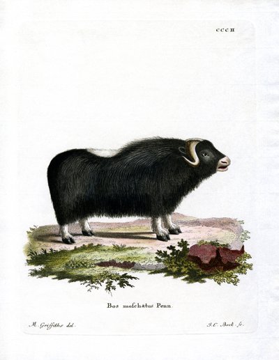 Myskoxe (färgad gravyr) av German School